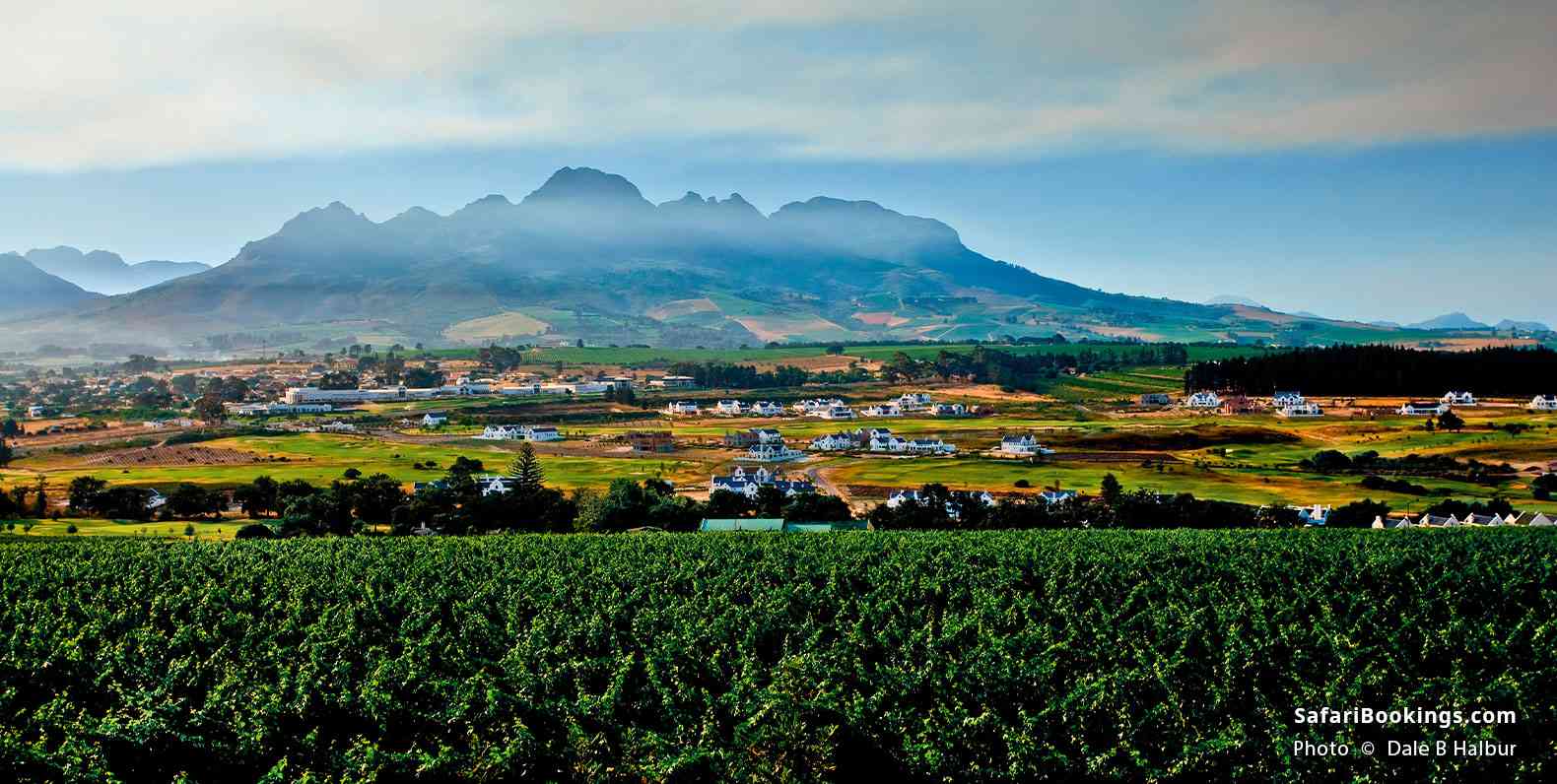 Vineyards around Stellenbosch