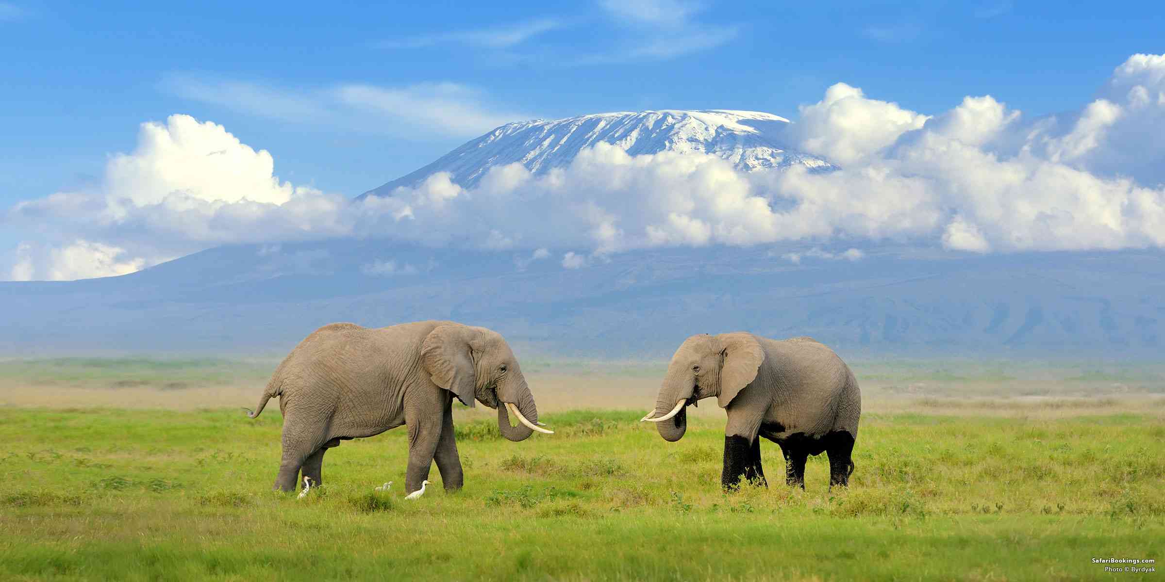 Best Places To See the Big Five Animals in Kenya