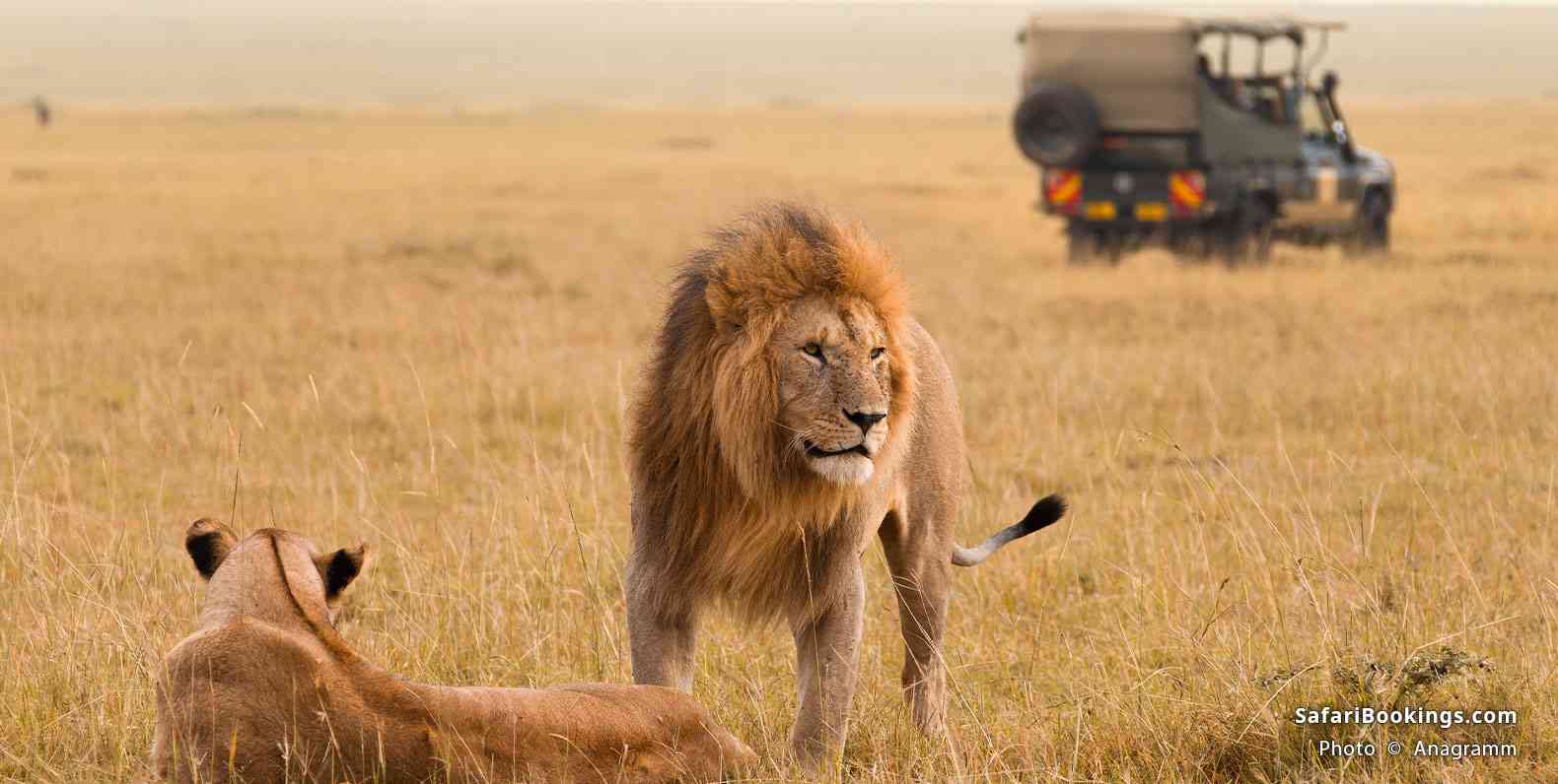 Safari vehicle and lions
