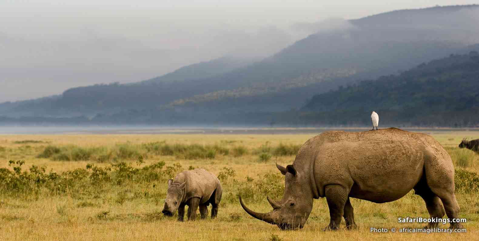 White rhinoceros with young