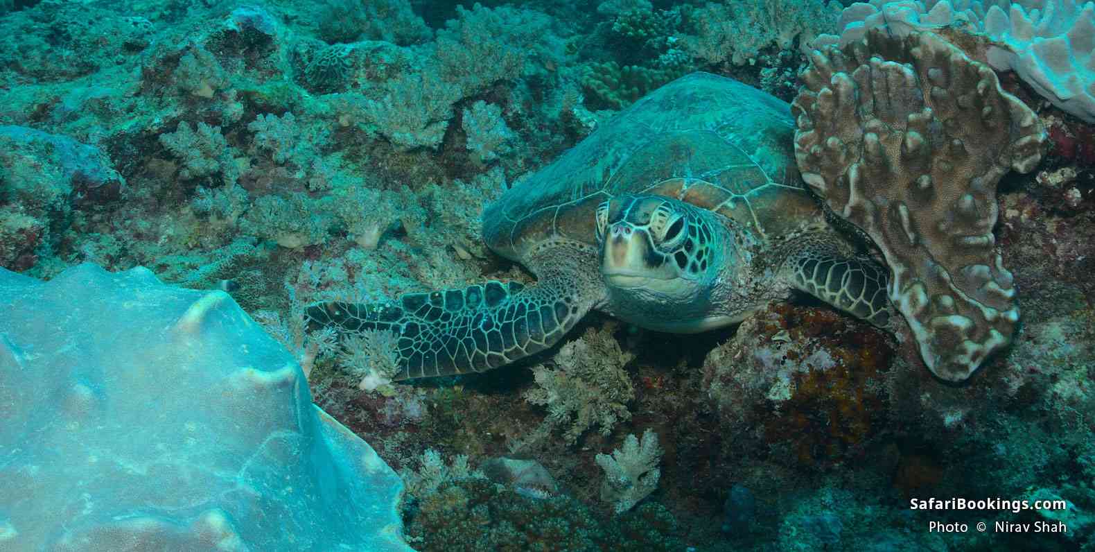 Turtle on the reefs, Watamu, Kenya