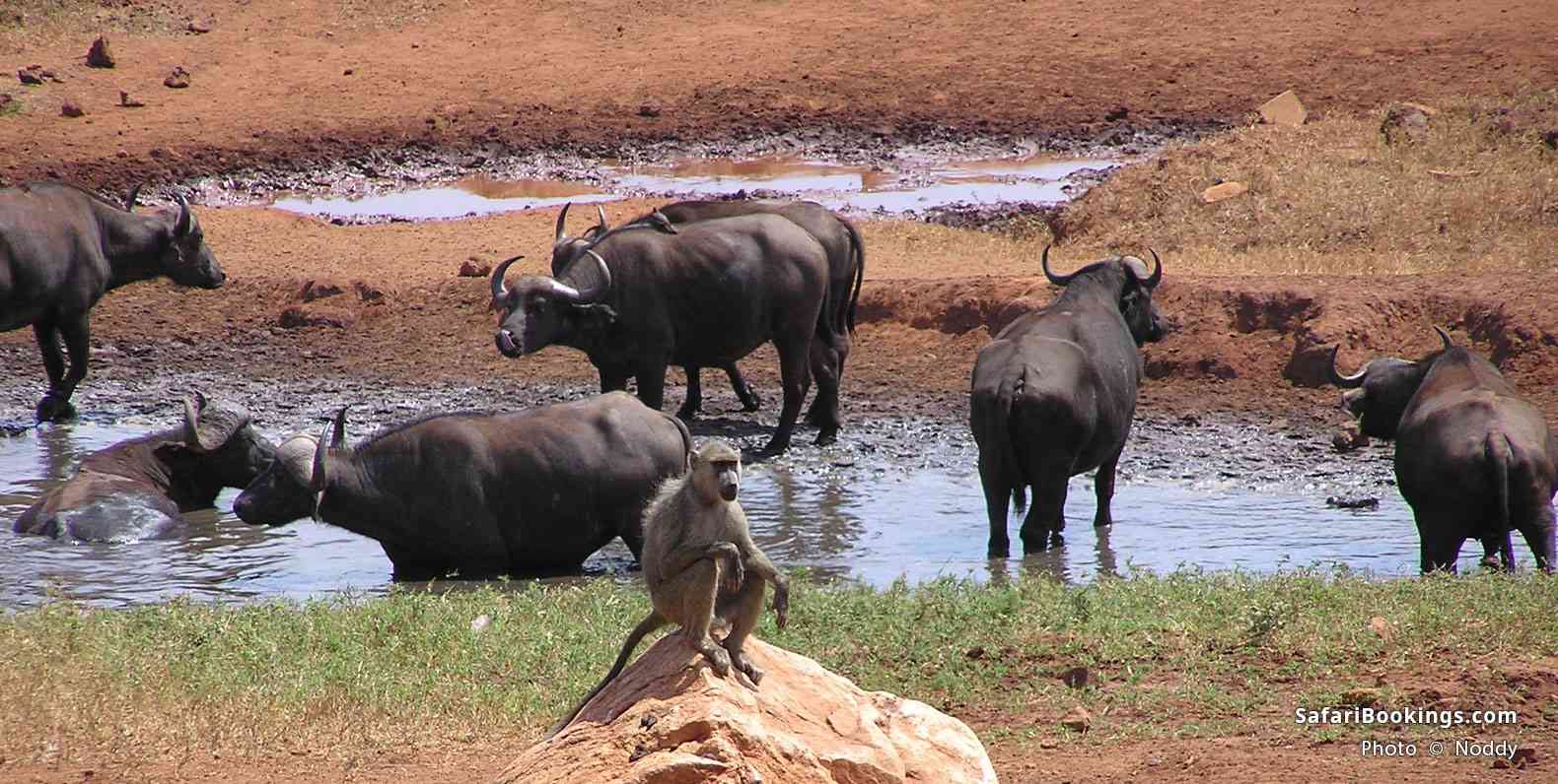 Baboon watching buffalo at the waterhole