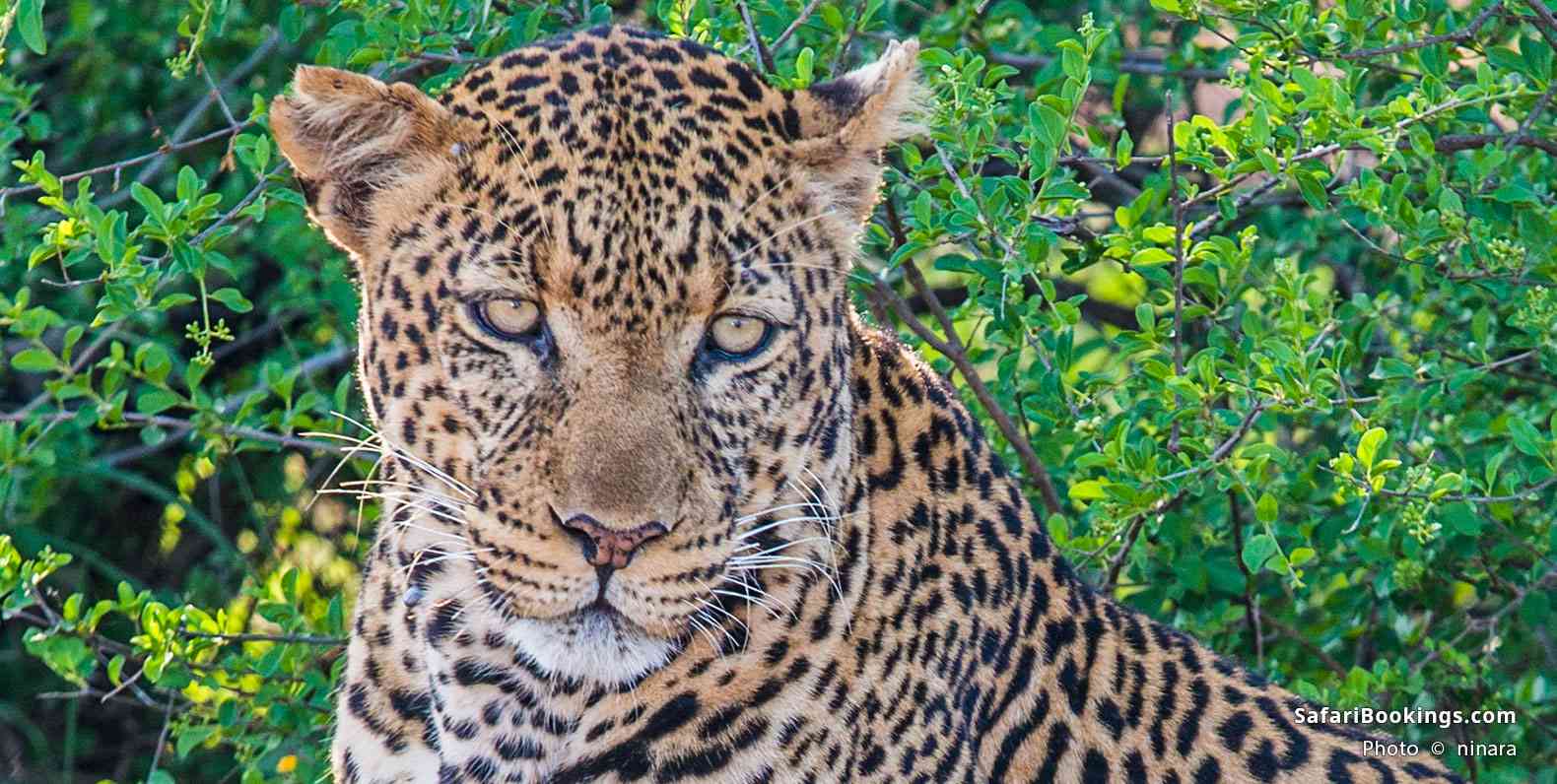 Leopard in Tsavo West National Park