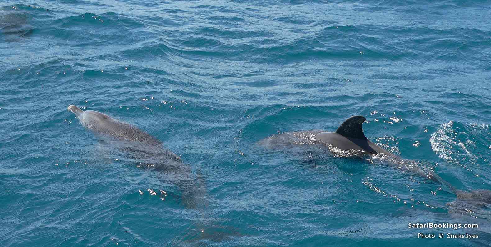 Dolphins seen just off the Kisite-Mpunguti Marine National Park