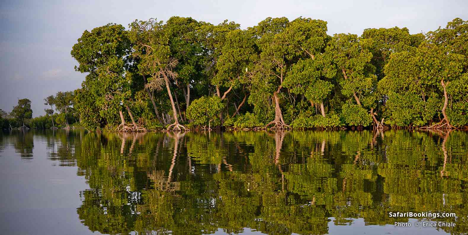 Kayaking between mangroves in the Mida Creek area