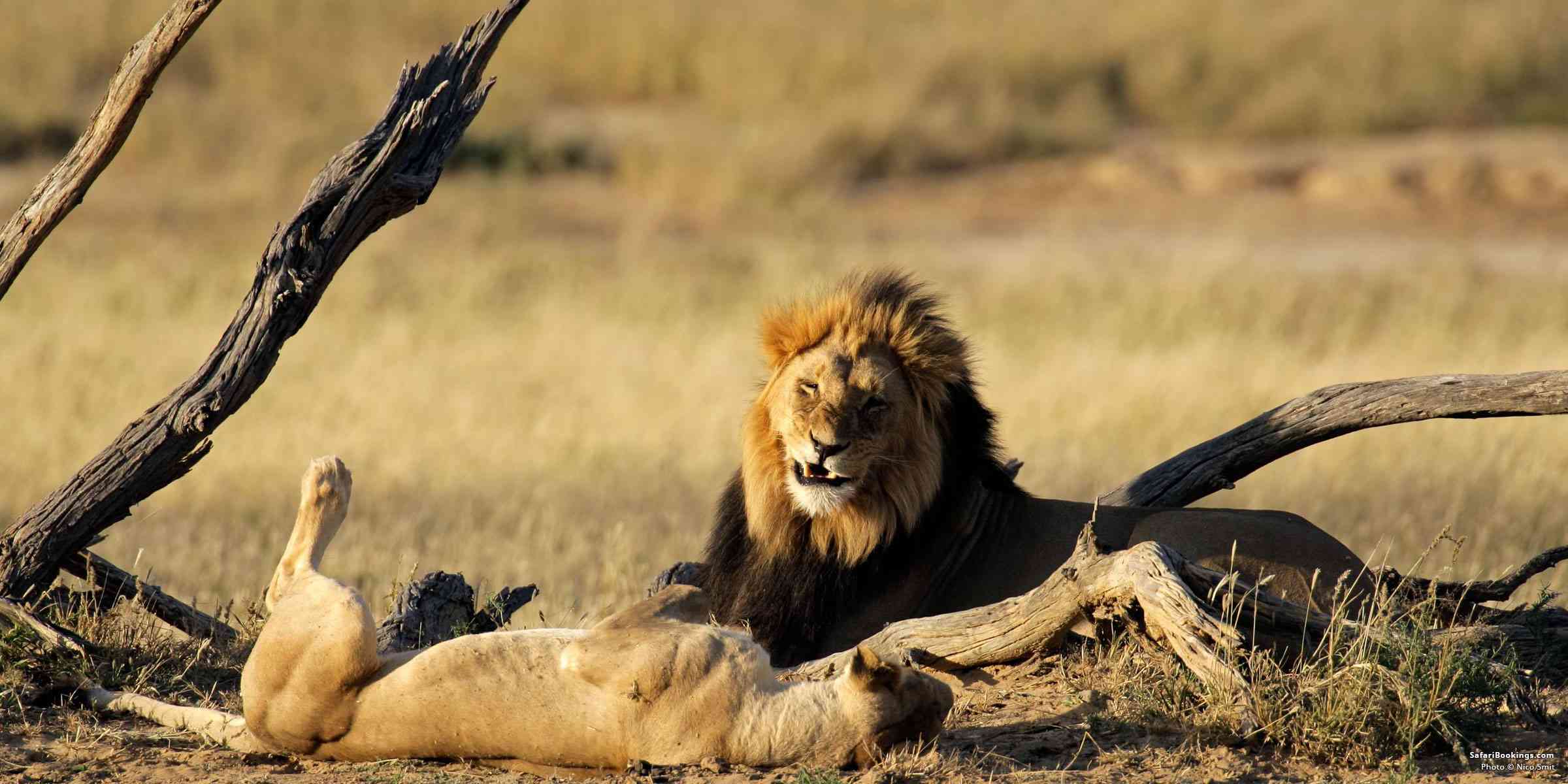 Botswana vs South Africa: Which Is Better for an African Safari?