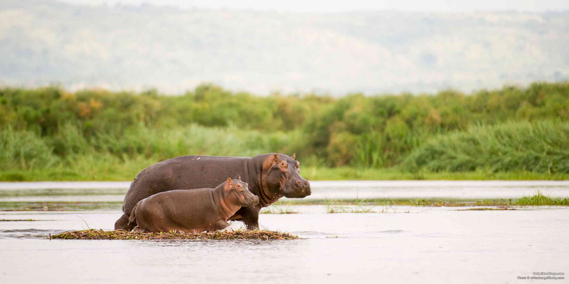 Where To See Hippos in Africa – The 12 Best Places To Go