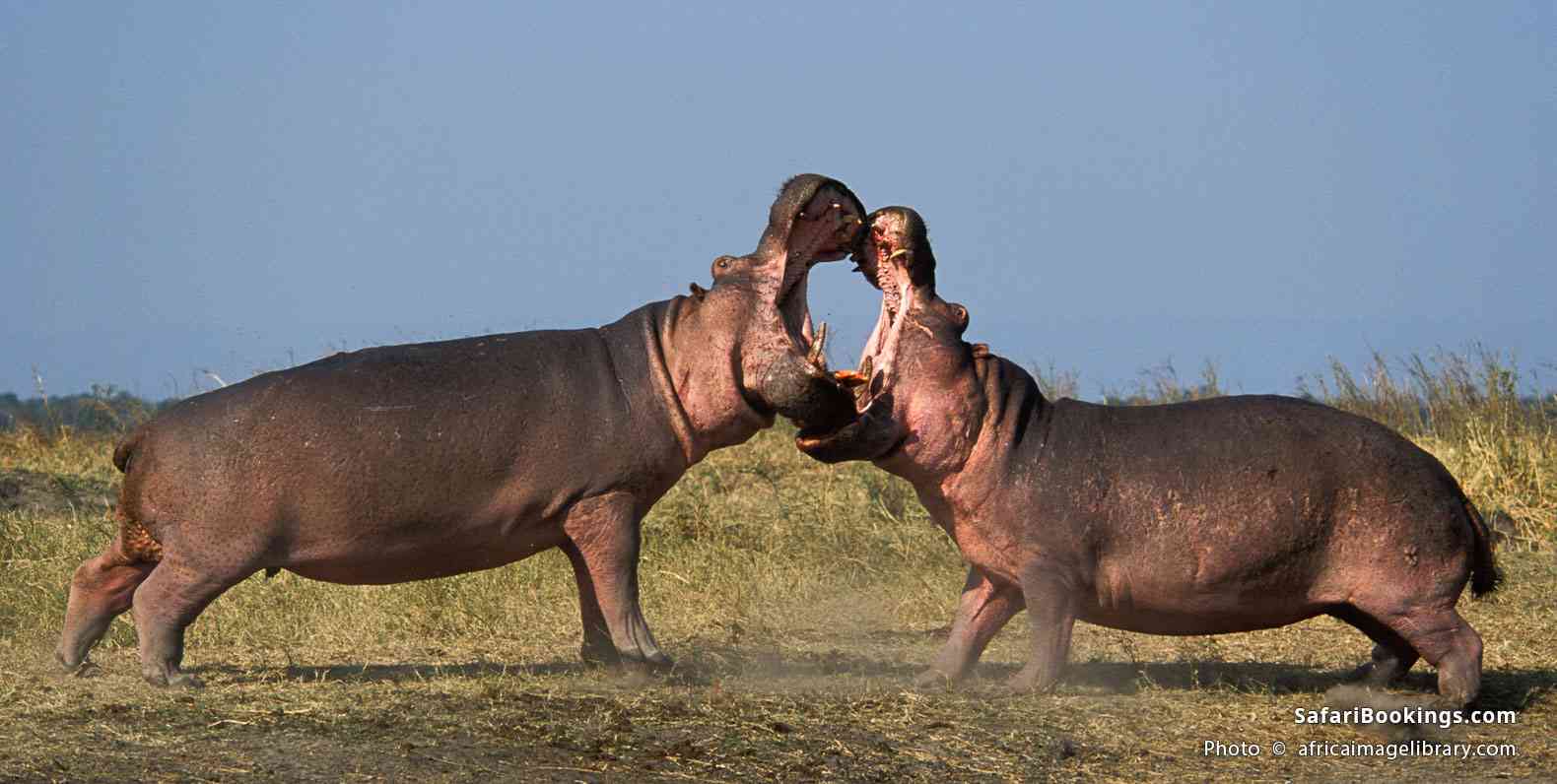 Hippopotamus bulls fighting in Katavi National Park