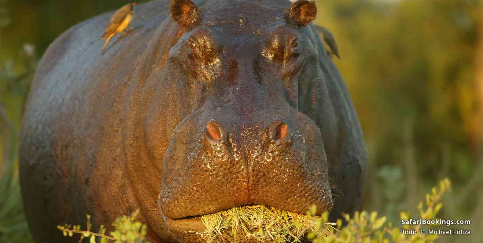 Hippo feeding in the Okavango Delta