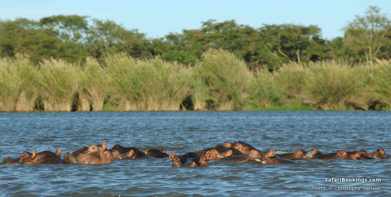 Hippo herd in the Shire River, Liwonde National Park