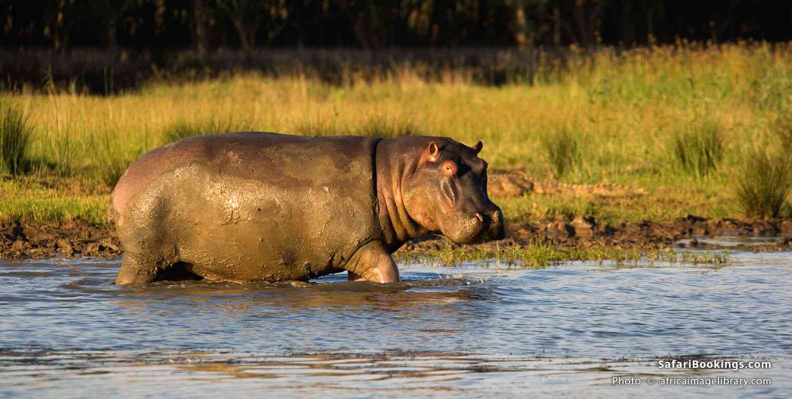 Hippopotamus in Lake St Lucia, iSimangaliso Wetland Park