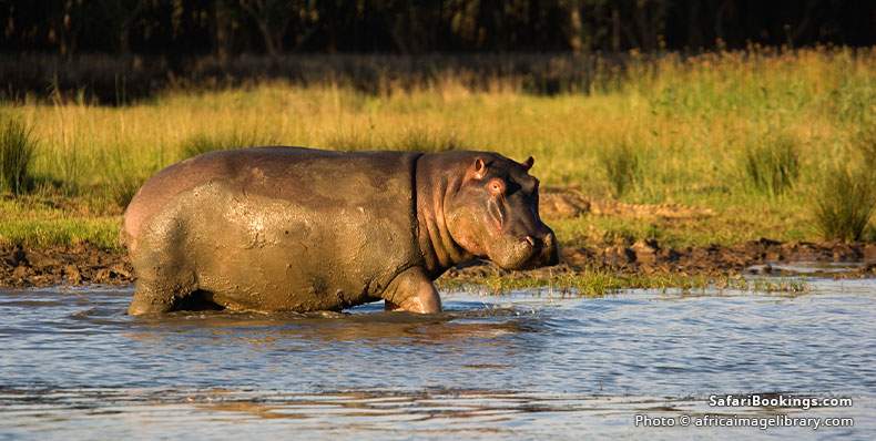 Where to See Hippos in Africa – the 12 Best Places To Go – SafariBookings