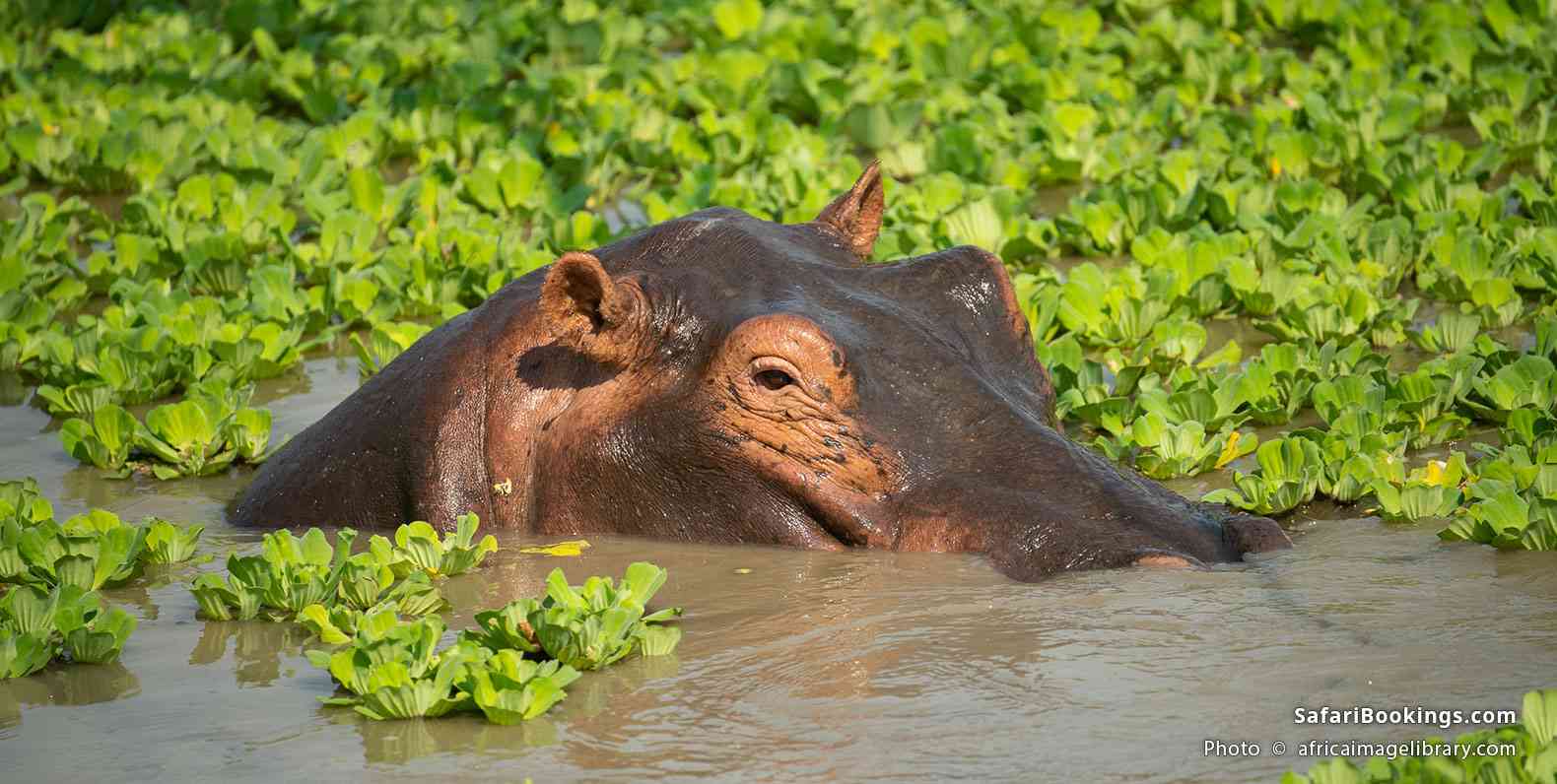 Hippopotamus in the water, South Luangwa National Park