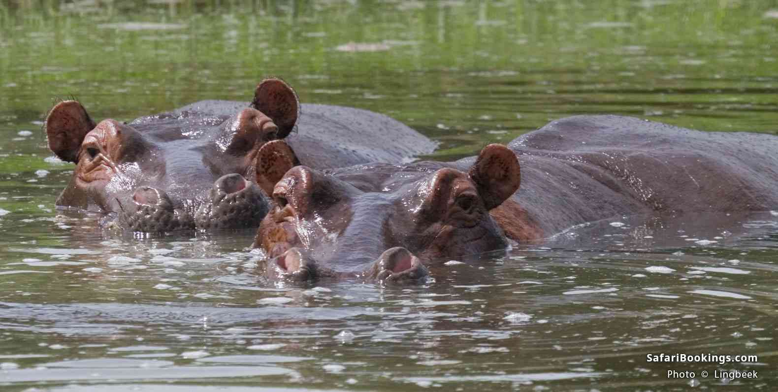 Hippos in the Nile River, Murchison Falls National Park