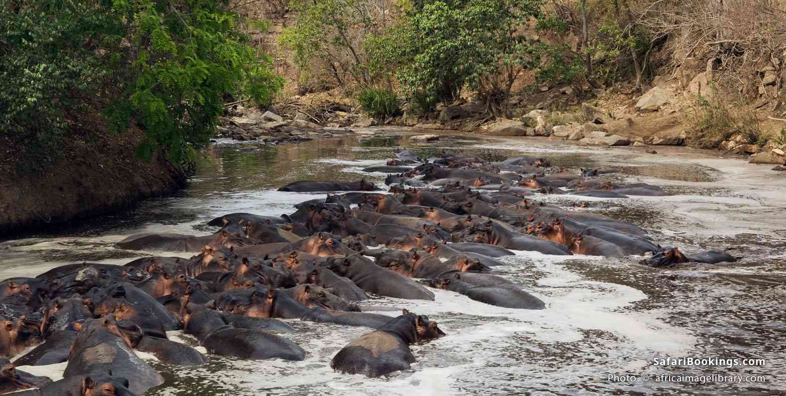 Hippos in Nyerere National Park