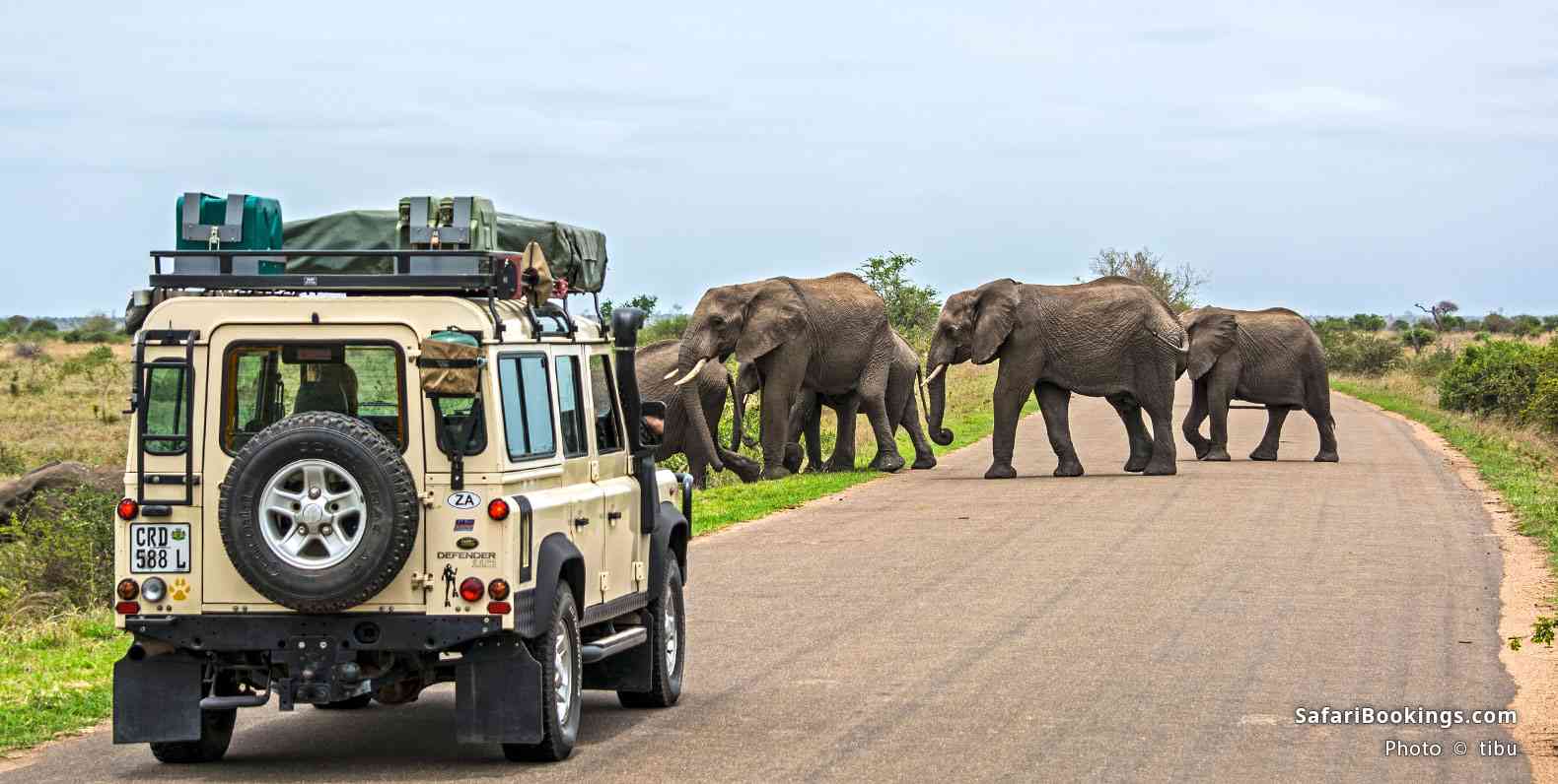 Game drive in Kruger National Park