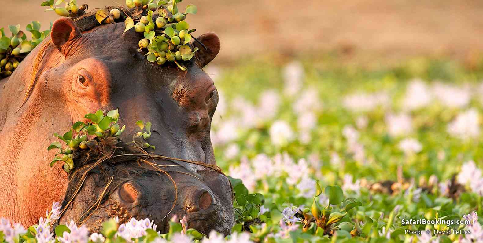 Hippo wading through the Zambezi foliage, Mana Pools National Park