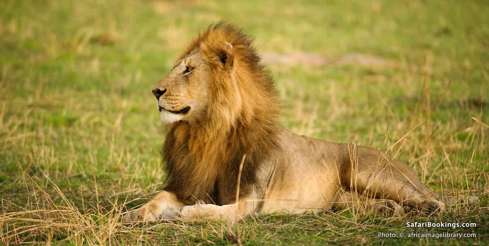 Male lion lying on the Serengeti plains