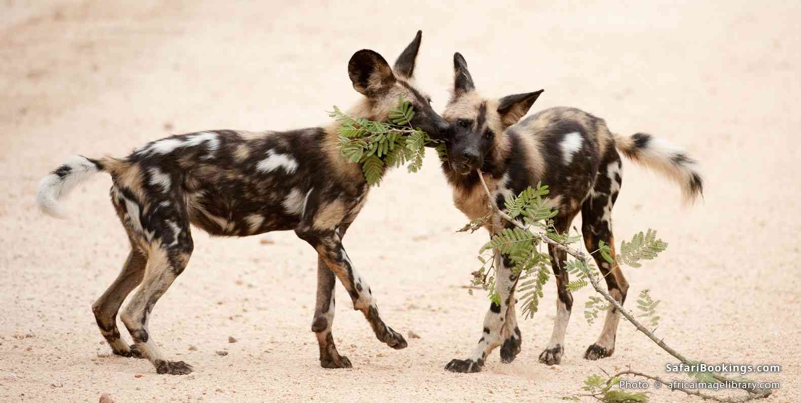 Wild dogs playing in Kruger National Park