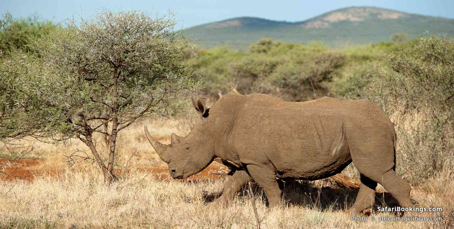 White rhinoceros in Madikwe Game Reserve