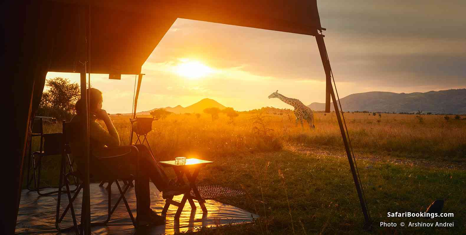 Giraffe walking past a safari tent at sunset in Serengeti National Park