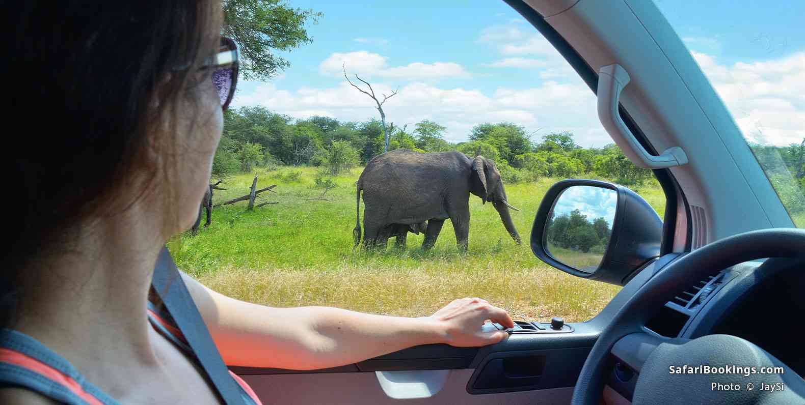 Watching elephants from a car in Kruger National Park