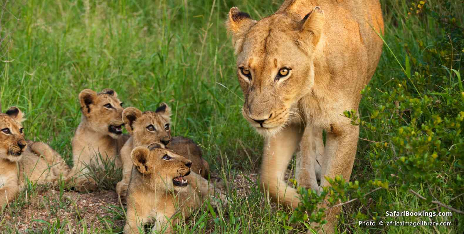 Lion with cubs in Kruger National Park
