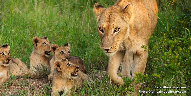 Serengeti Vs Kruger: Which Is Better for an African Safari ...