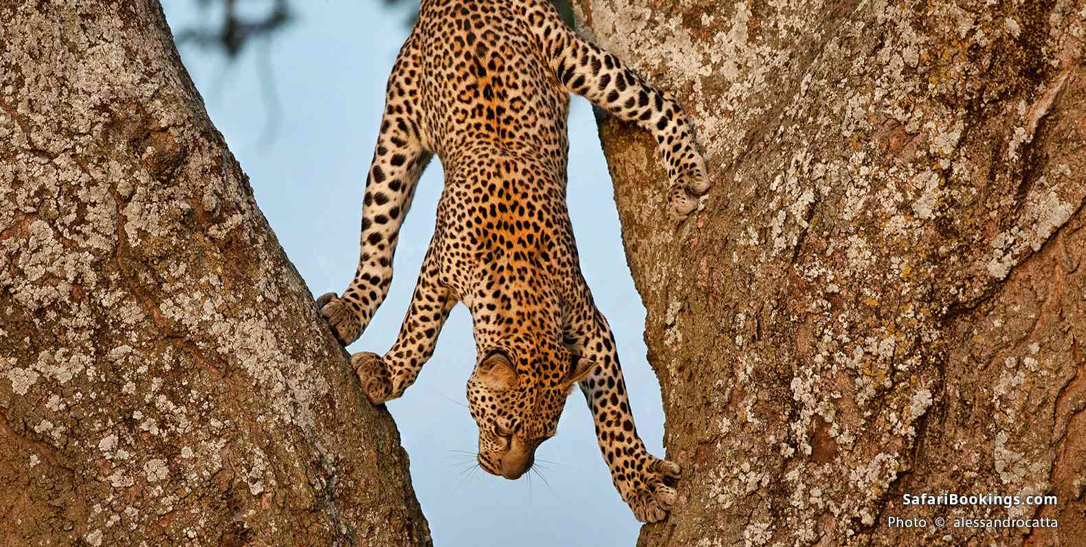 Leopard climbing down a tree in Serengeti National Park