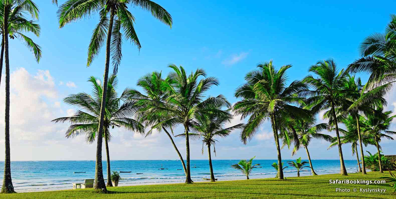 Palm trees in a tropical garden, Diani Beach