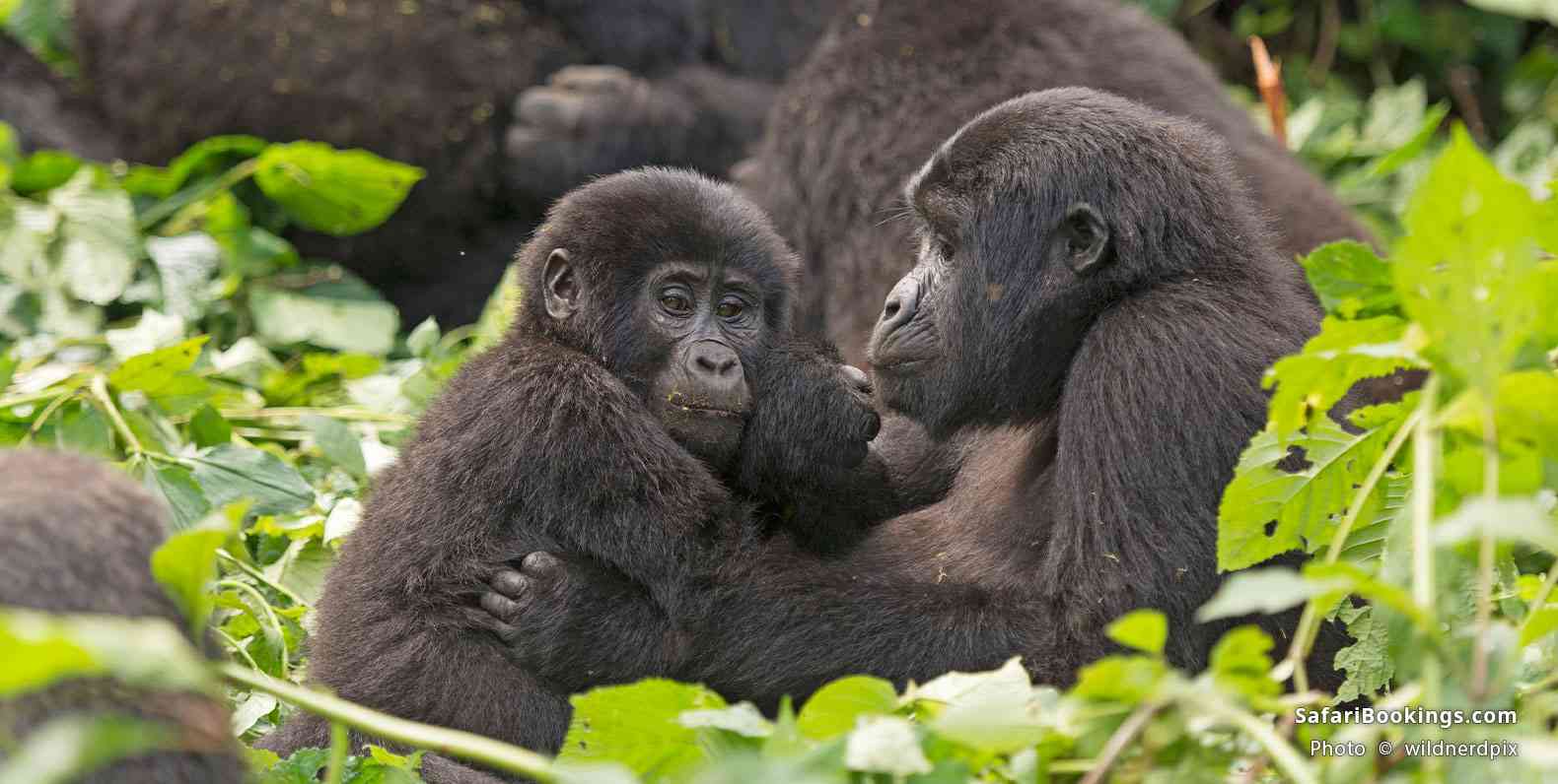 Mountain gorilla, mother and young