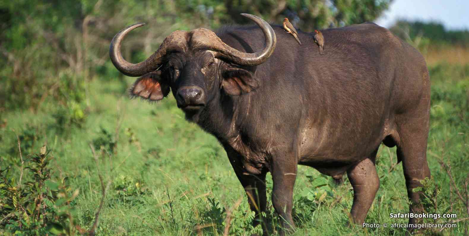 Buffalo with birds on its back, Shimba Hills National Reserve