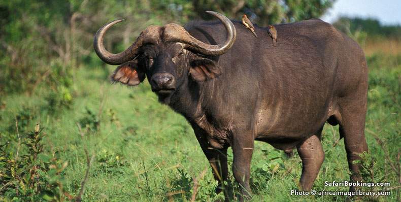 Buffalo with birds on its back, Shimba Hills National Reserve