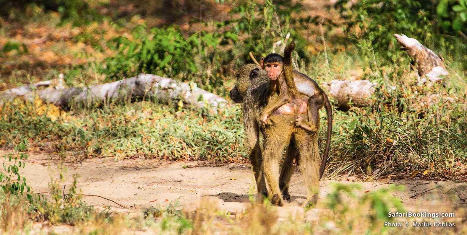 Baby baboon on his mother's back, Arabuko Sokoke Forest Reserve