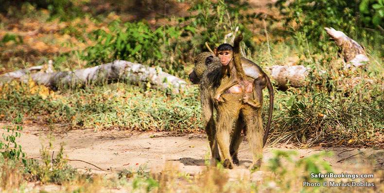 Baby baboon on his mother's back, Arabuko Sokoke Forest Reserve