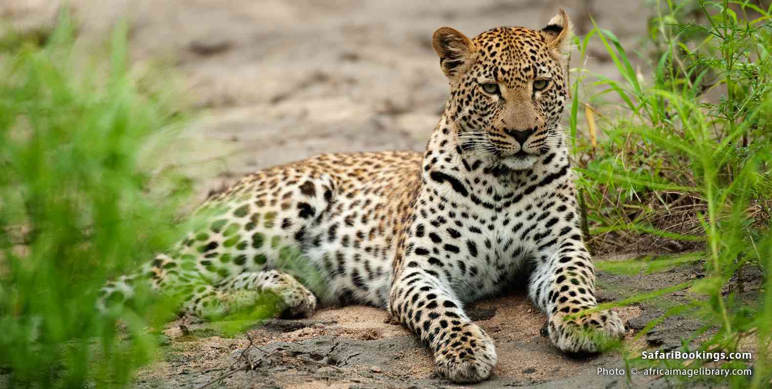 Leopard in Sabi Sand Game Reserve
