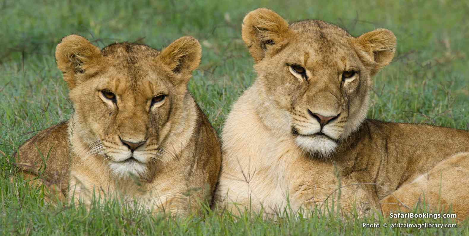 Lion cubs in Ol Pejeta Conservancy