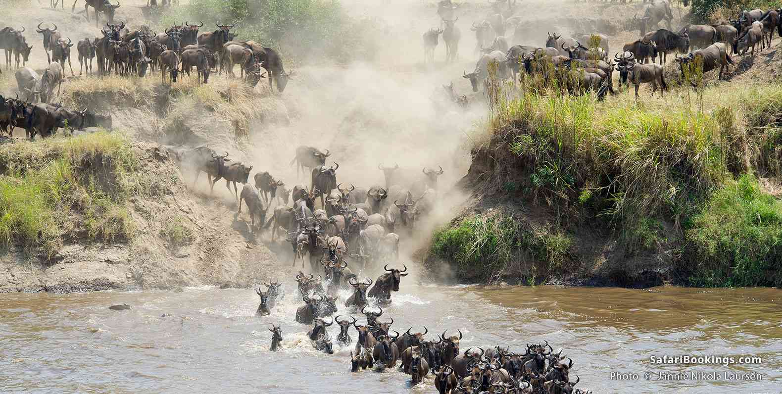 Wildebeest crossing the Mara River in Serengeti National Park