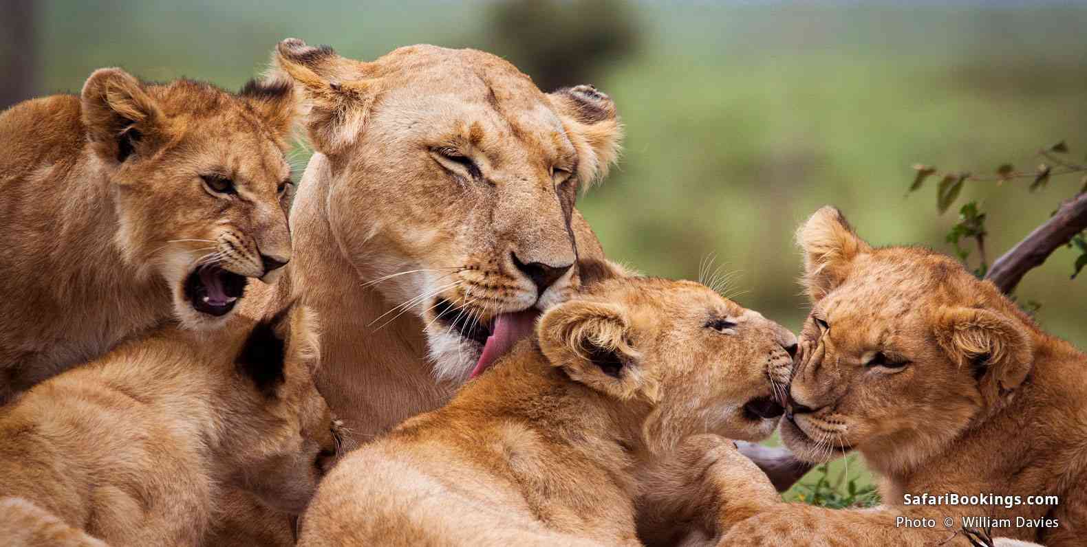 Lioness with cubs in Masai Mara National Reserve