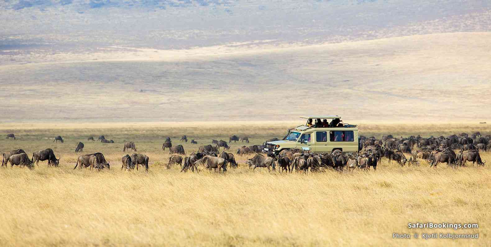 Safari vehicle surrounded by wildebeest