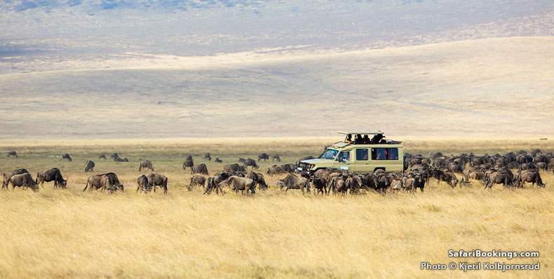 Safari vehicle surrounded by wildebeest