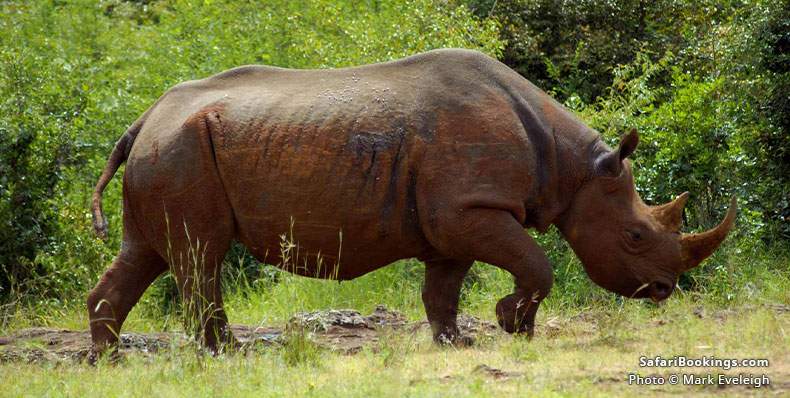 Top 10 Best Places to See Rhinos on Safari in Africa