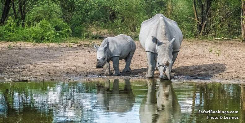 Top 10 Best Places To See Rhinos On Safari In Africa