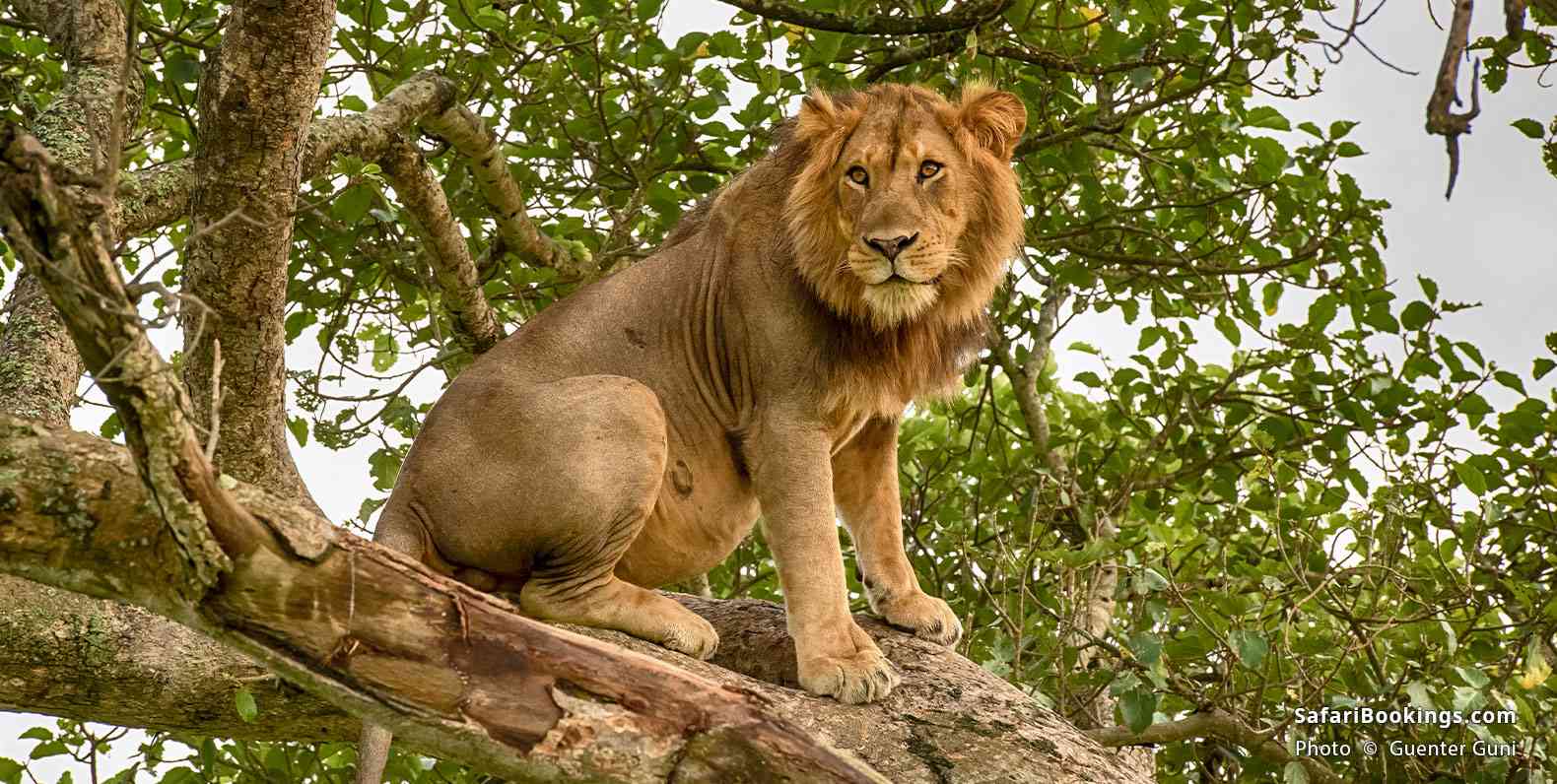 Male lion sitting in a tree in Queen Elizabeth National Park
