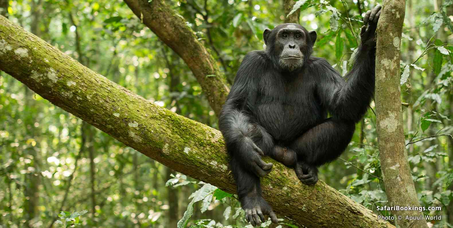 Chimpanzee sitting in a tree in Kibale National Park