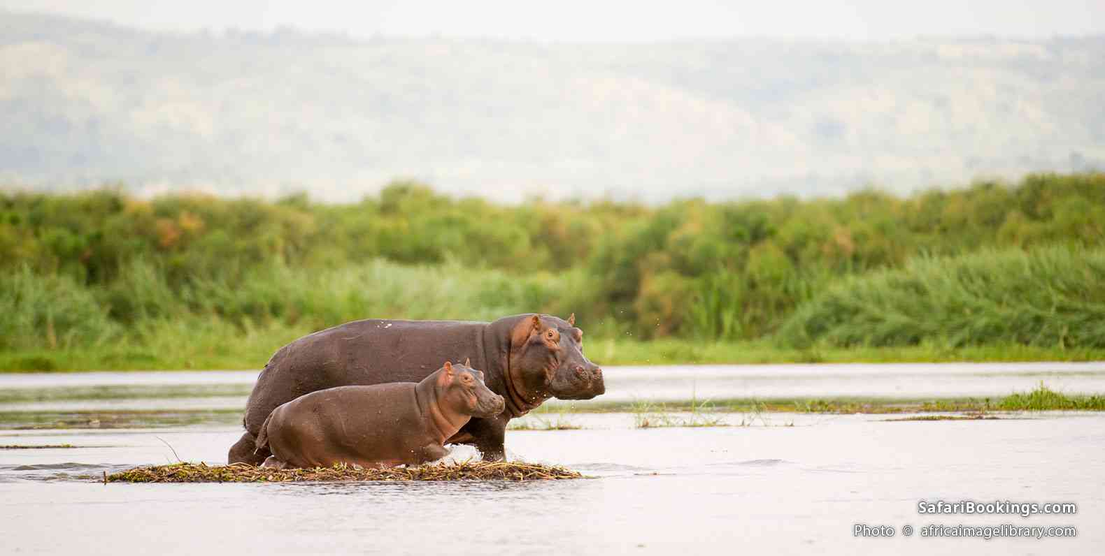 Hippo with young in Murchison Falls National Park