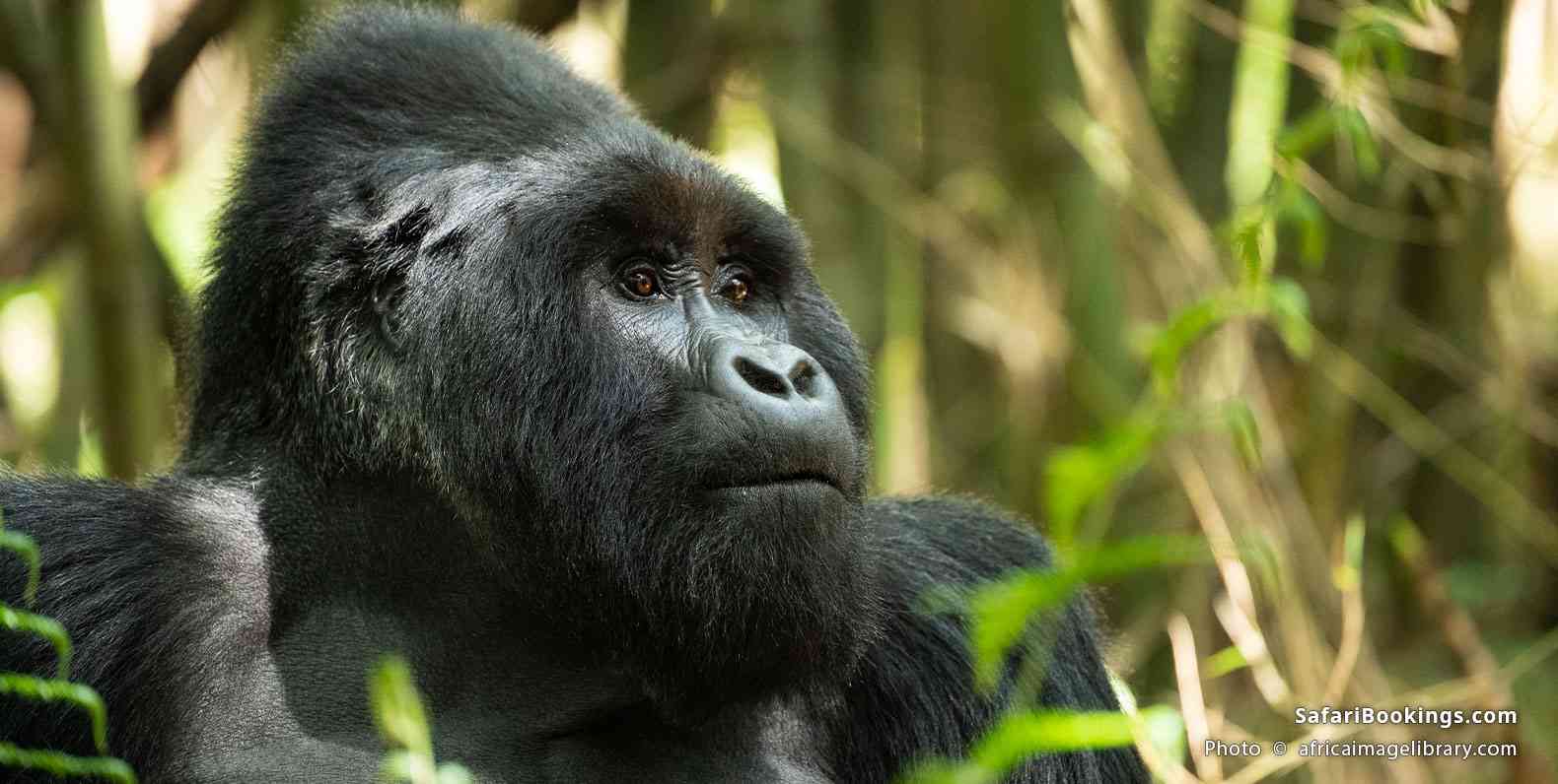 Silverback gorilla in Mgahinga Gorilla National Park