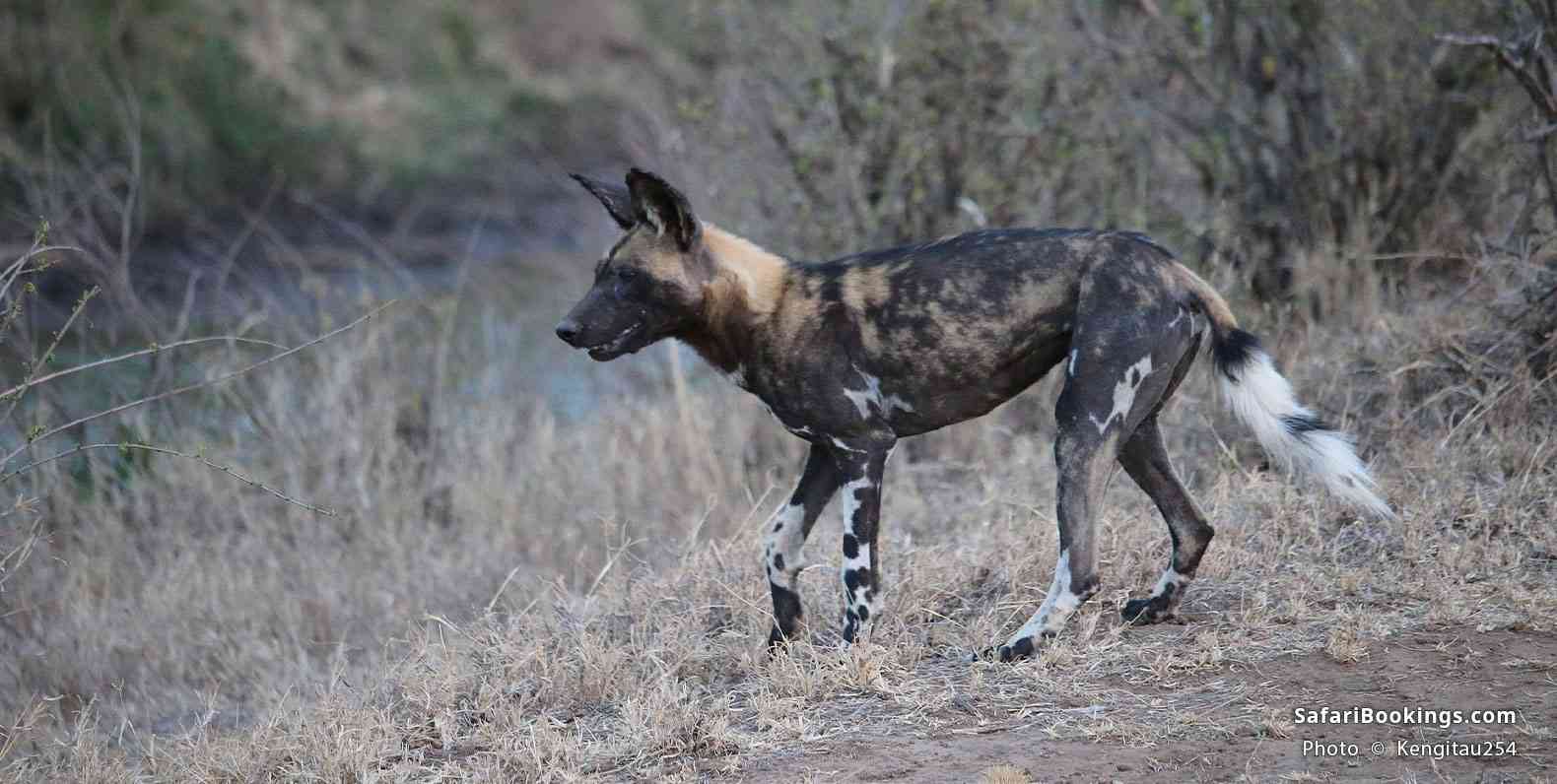 African wild dog, Laikipia, Kenya