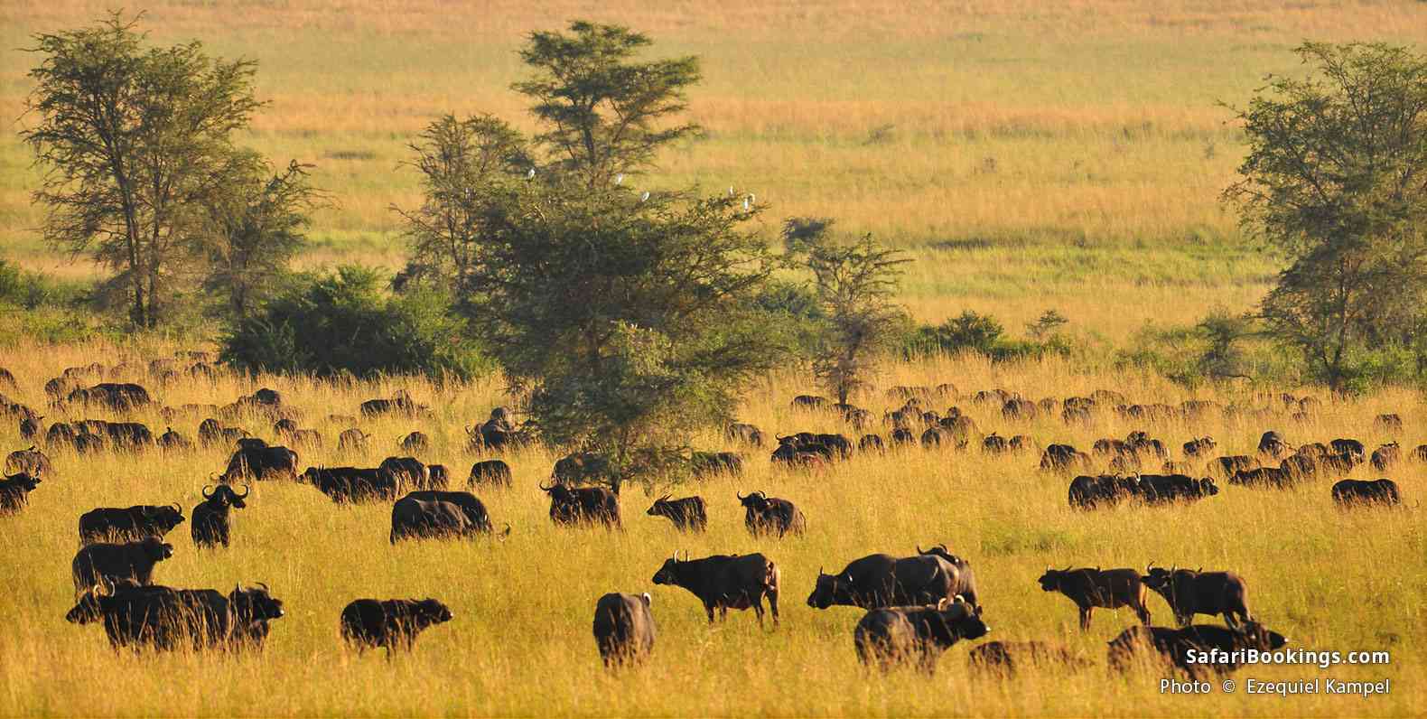 Herd of buffalo in Kidepo Valley National Park