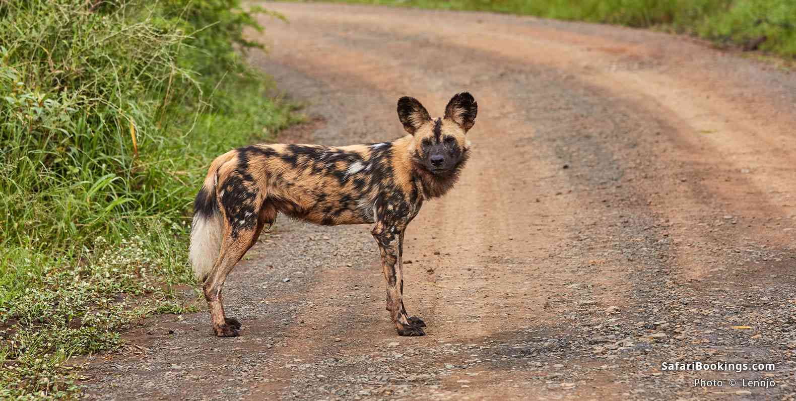 Wild dog in Hluhluwe-iMfolozi Game Reserve, South Africa